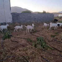 بز سانن|حیوانات مزرعه|لردگان, |دیوار