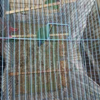 طوطی برزیلی