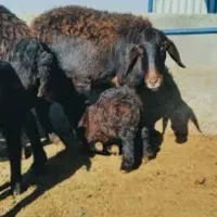 میش زایده وابست