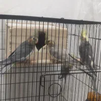 عروس هلندی نر و ماده عروسک|پرنده|رشت, باهنر|دیوار