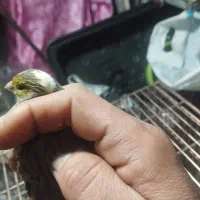 قناری نر وماده سه تا 2500|پرنده|تبریز, |دیوار