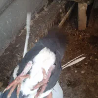 باسلام|حیوانات|کرمان, |دیوار