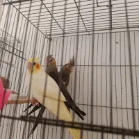 جوجه عروس هلندی