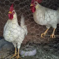 خروس|حیوانات مزرعه|باغ بهادران, |دیوار