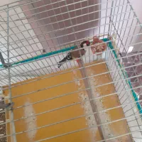 ماده سهره متولدقفس داغسر