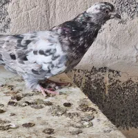 کبوتر|پرنده|چوار, |دیوار