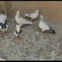 ۱۳عدد کفتر بفروش میرسد|پرنده|کبودرآهنگ, |دیوار