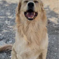 واگذاری گلدن رتریور نر و ماده بالغ عقیم نشده