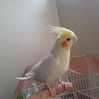 پرنده