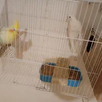 جفت عروس هلندی رو تخم