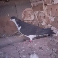 کفتر ساده دم کلاغ