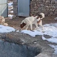 سگ گله ۱۰ماه