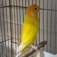 دو جفت کوتوله مولد روی تخم ماده گرینچیک دستی بالغ