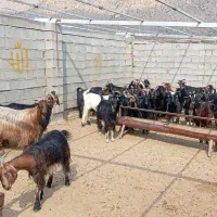 فروش ۳۰ بز نمونه