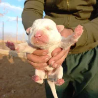 توله الابای اصیل و شجره دار.معاوضه و فروش|سگ|تهران, مشیریه|دیوار