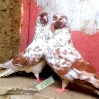 کبوتر سروکله دار