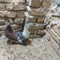 کبوتر|پرنده|مه ولات, |دیوار
