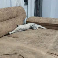 واگذاری سرپرستی یک جفت گربه با شرایط خاص|گربه|بوکان, |دیوار