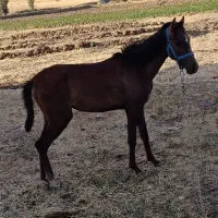 اسب مادیان