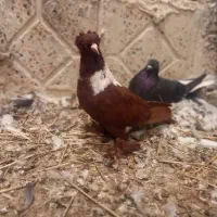 ککیلی نر|پرنده|اردبیل, |دیوار