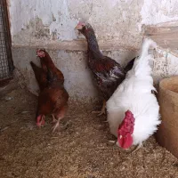 مرغ و خروس محلی
