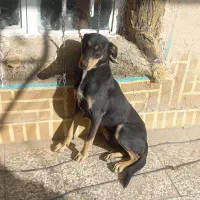 سگ دوبرمن پوست چرمی