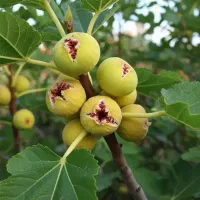 برترین نهال ها در غرب نهال ضمانتی|خدمات باغبانی و درختکاری|آبیک, |دیوار