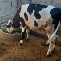 گوساله|حیوانات مزرعه|جیرفت, |دیوار