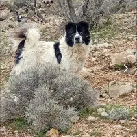 قدرجونی گله ای