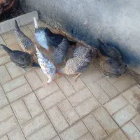 ده عدد تیله بومی