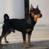 سگ مینیاتور پینچر