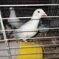 زاجر . حمال . سوسک . کشتنی|پرنده|یزد, |دیوار