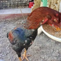 خروس لاری|حیوانات مزرعه|ماهدشت, |دیوار