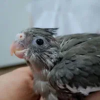 جوجه عروس هلندی