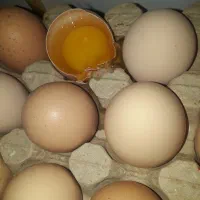 توزیع یکشنبه غروب تحویل رایگان کارتنی۳۸۰۰