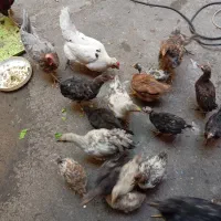جوجه مرغ و خروس محلی