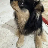 سگ میکس اشپیتز و پامر|سگ|زاهدان, |دیوار