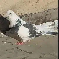 کبوتر پرشی|پرنده|نسیمشهر, |دیوار