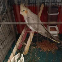 عروس هلندی مولد|پرنده|باسمنج, |دیوار