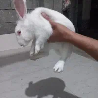 خرگوش نر و ماده|موش و خرگوش|گمیشان, |دیوار