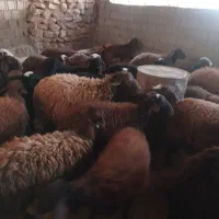 گوساله|حیوانات مزرعه|خرمآباد, |دیوار