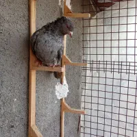 صید|پرنده|مشهد, چهاربرج|دیوار