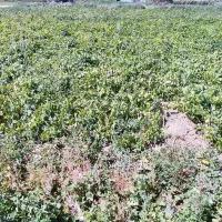 فروش نهال انگور و گردو و هلو و غیره