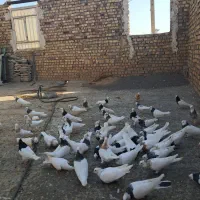 طوقی همه رنگ|پرنده|نوده انقلاب, |دیوار