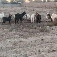 شیشک وبزغاله وچبش