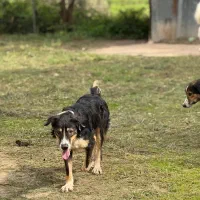 سگ بومی مو بلند