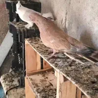 نر کله ای طلایی بزرگ|پرنده|بندر دیر, |دیوار