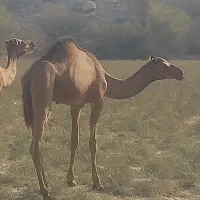 فروش شتر نر