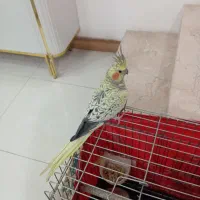 عروس هلندی مرواریدی|پرنده|قرچک, مهدیه|دیوار