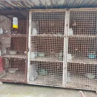 قفس جفتگاه کبوتر